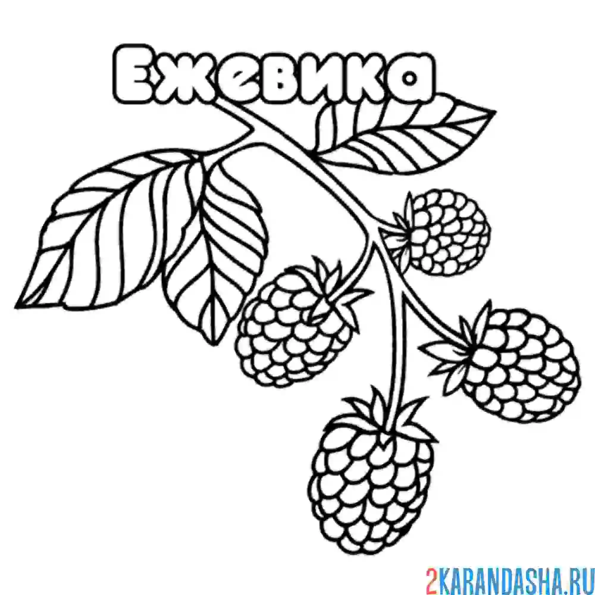 Раскраска ежевика ягода