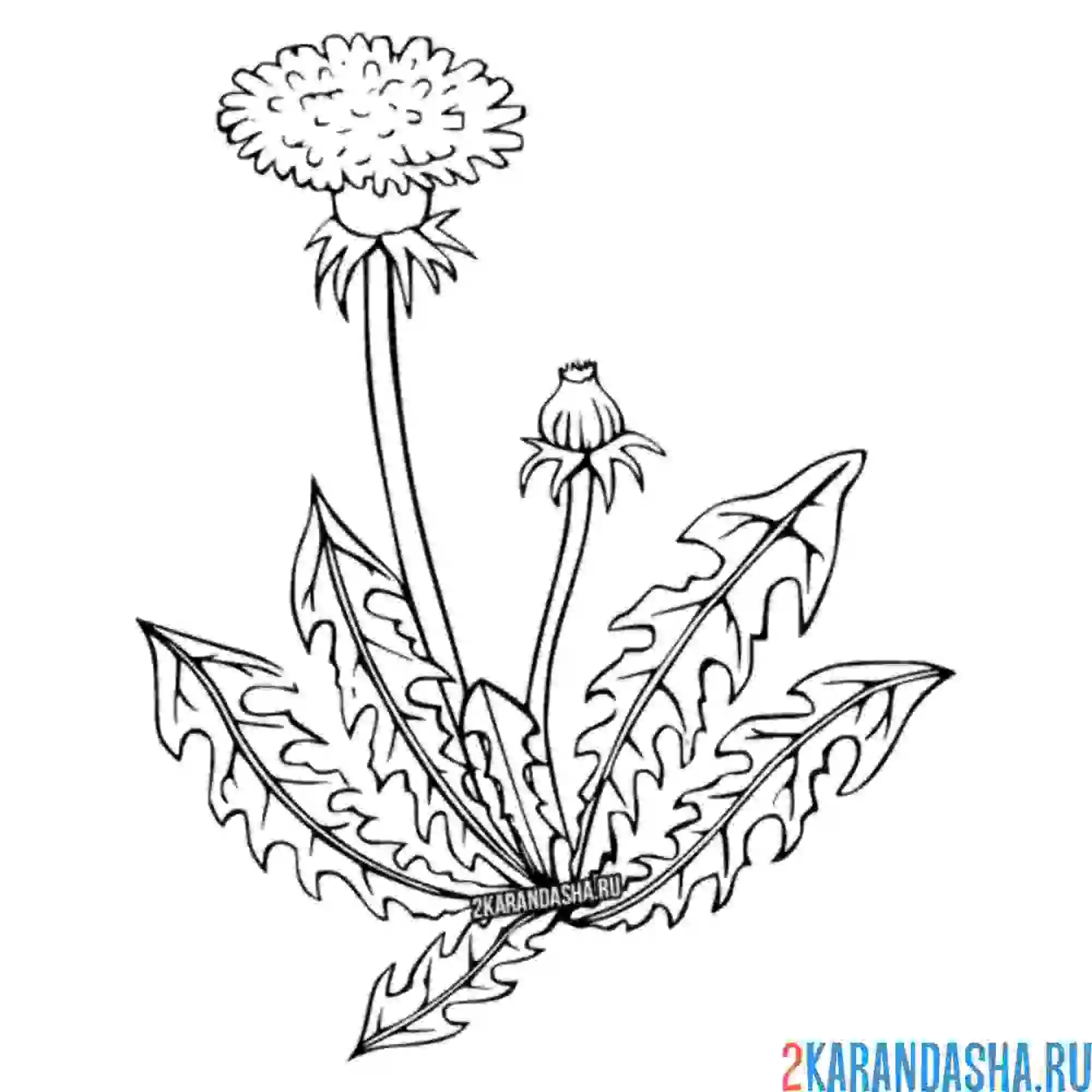 Раскраска желтый одуванчик