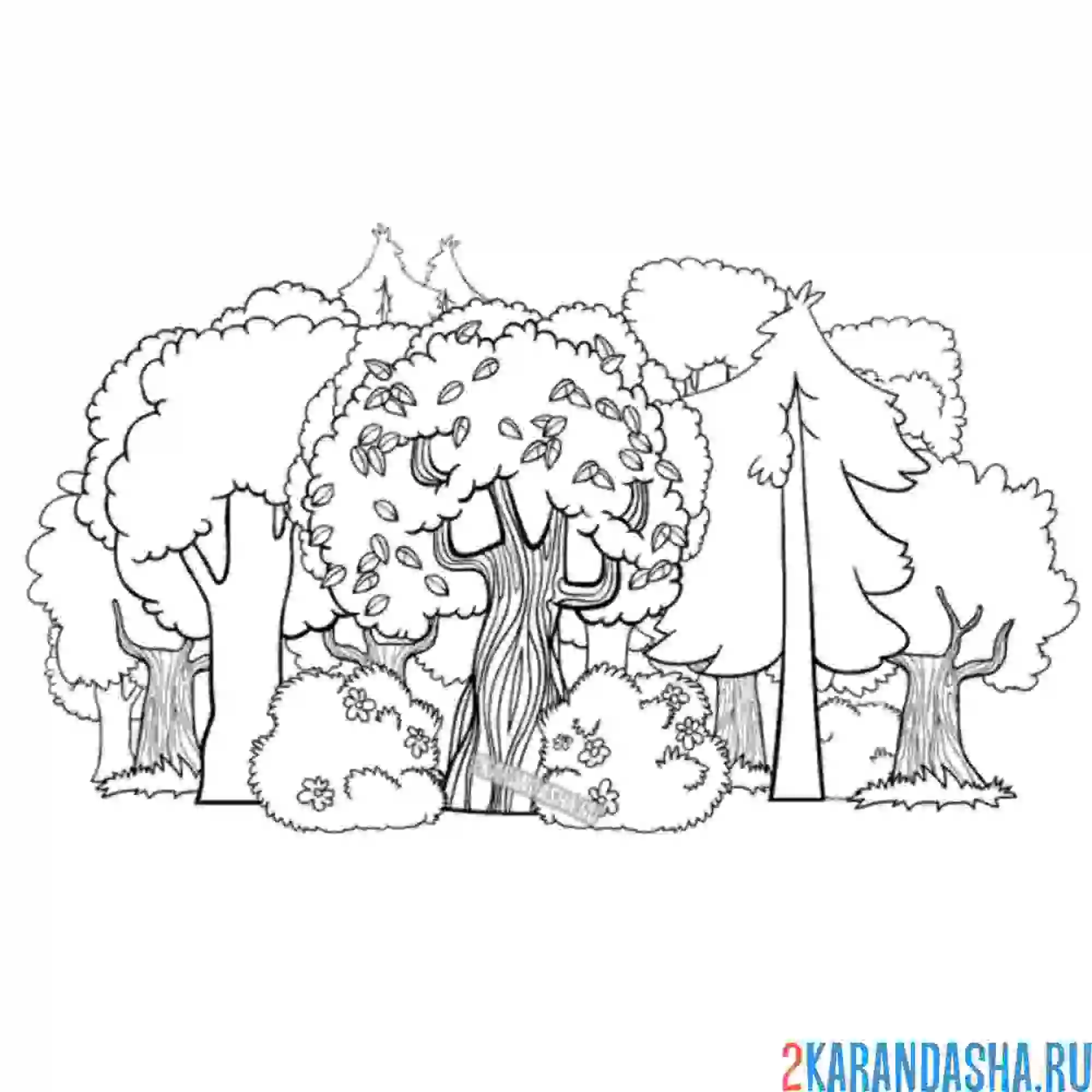 Раскраска летний лес