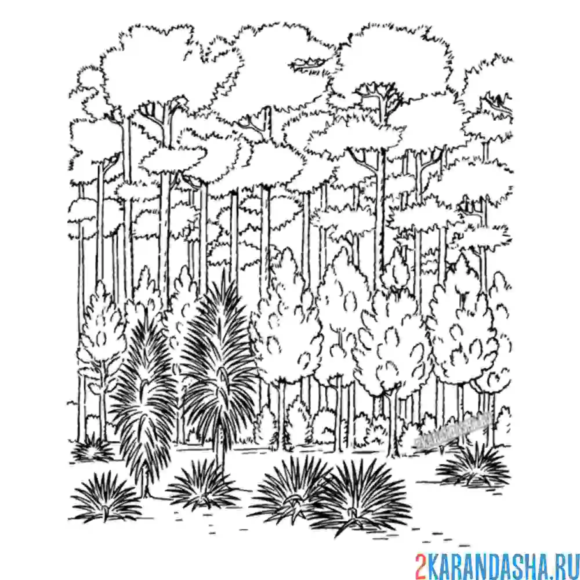 Раскраска летний лес с хвойными деревьями