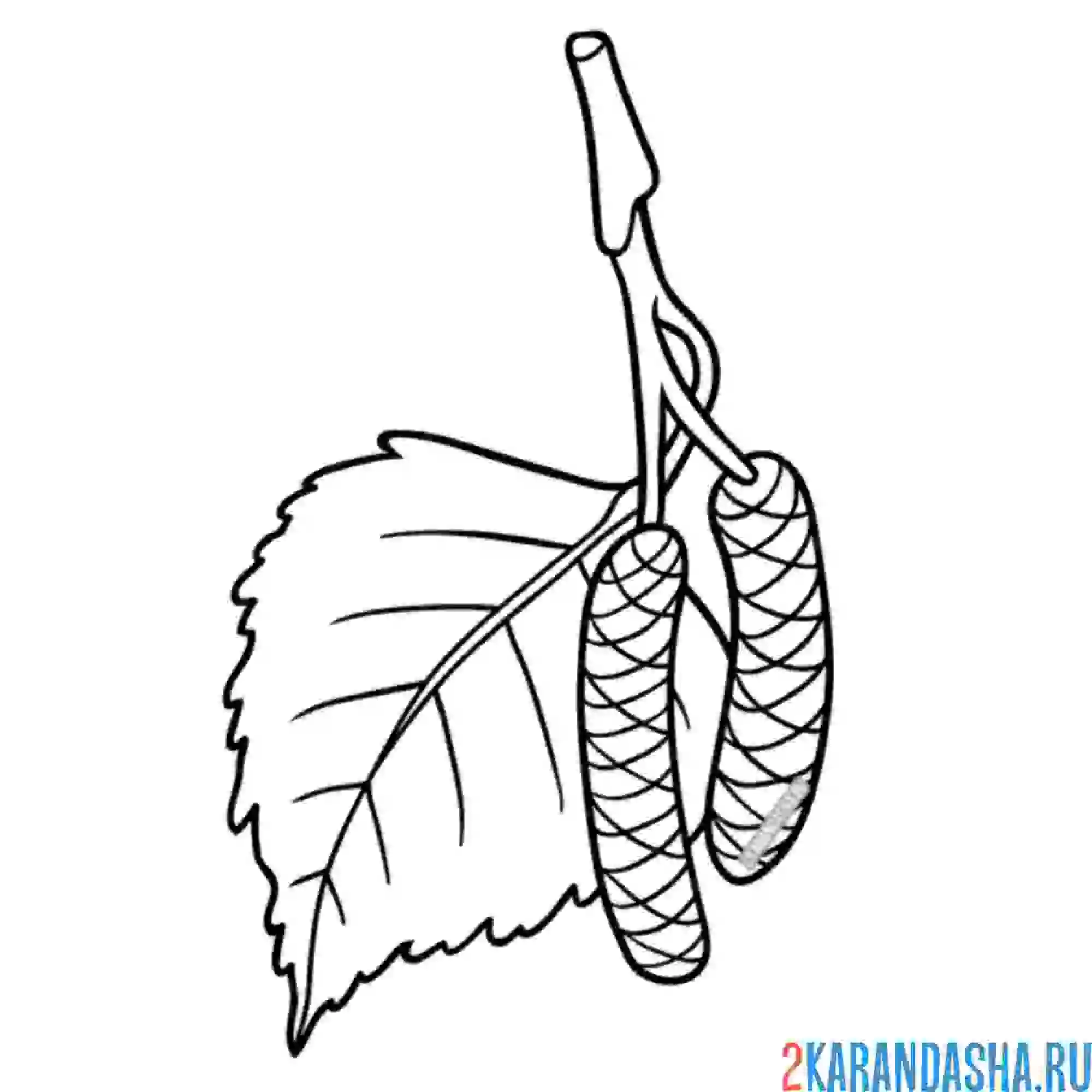 Раскраска лист от березы