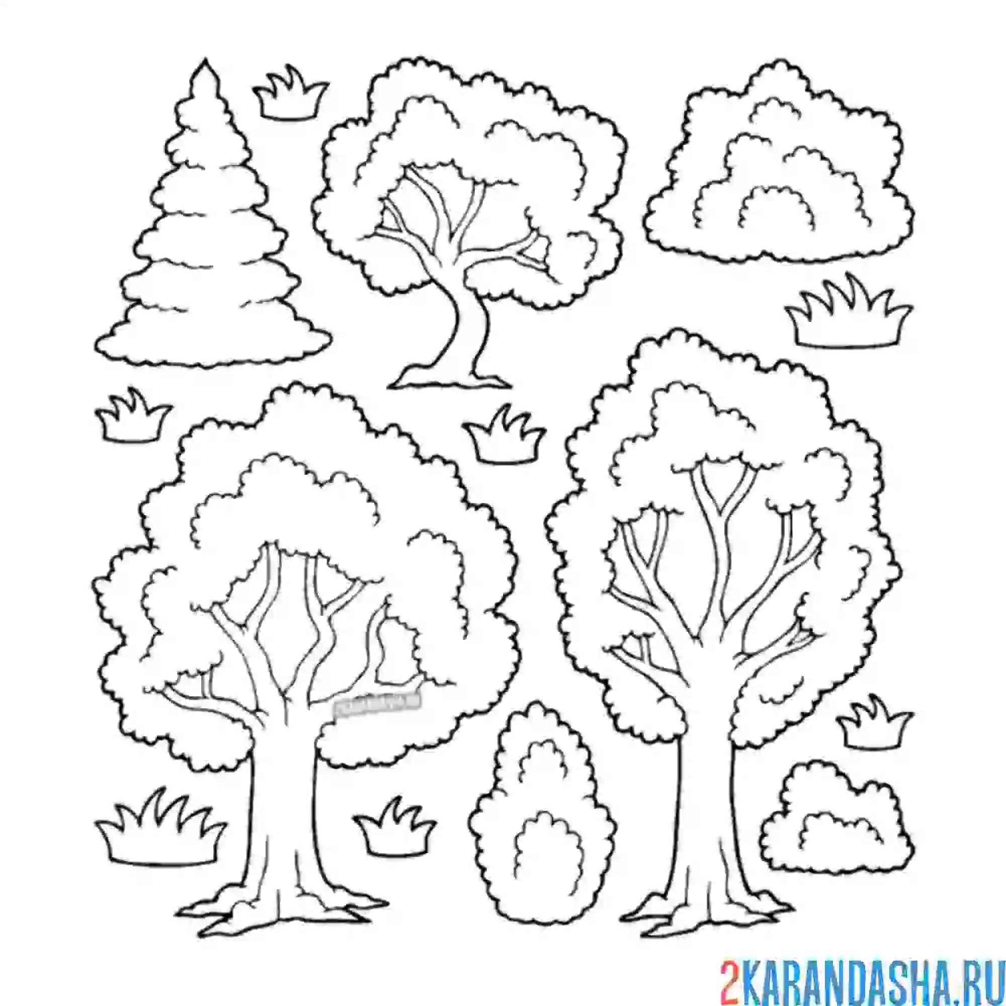 Раскраска много деревьев