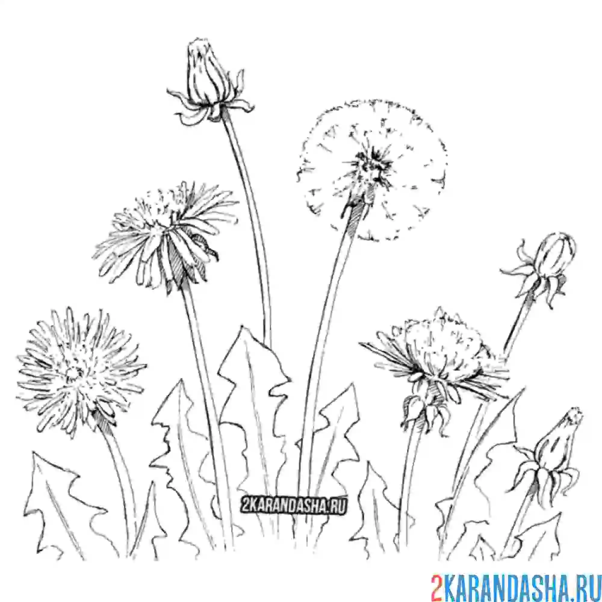Раскраска много одуванчиков