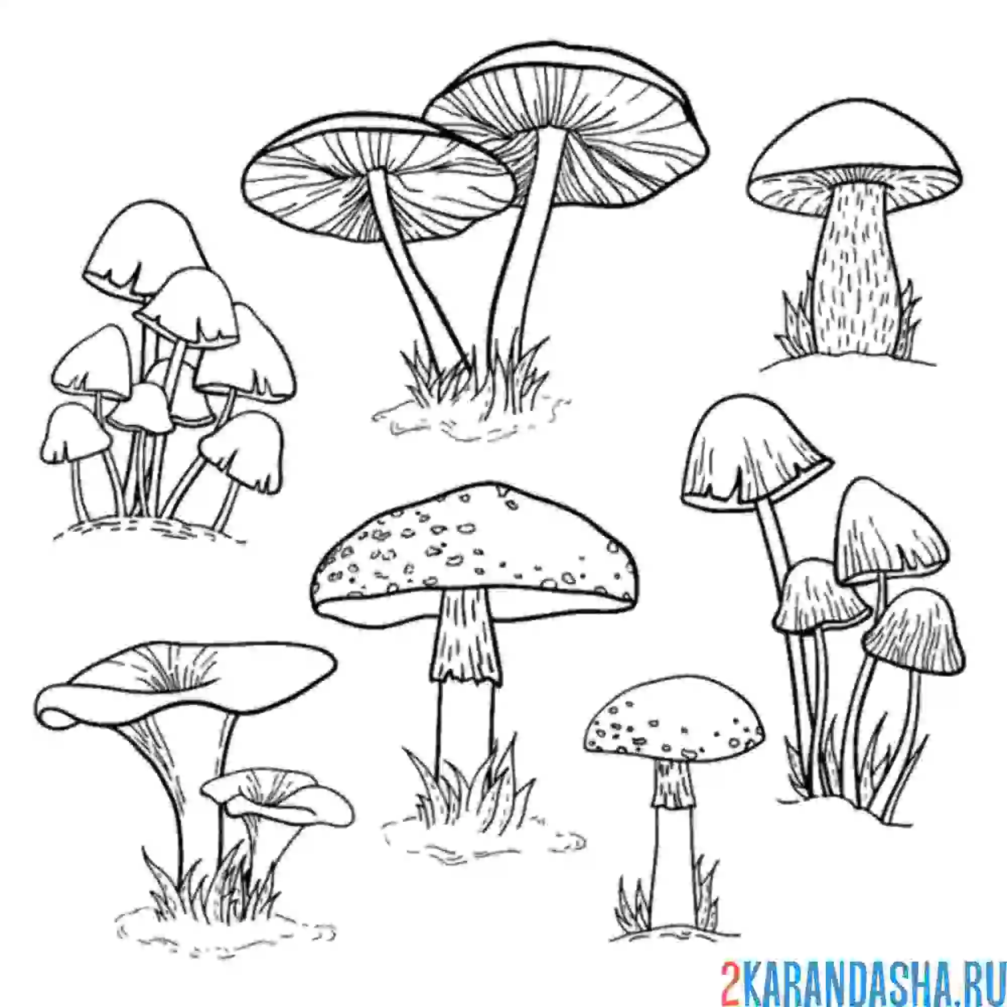 Раскраска много разных грибов