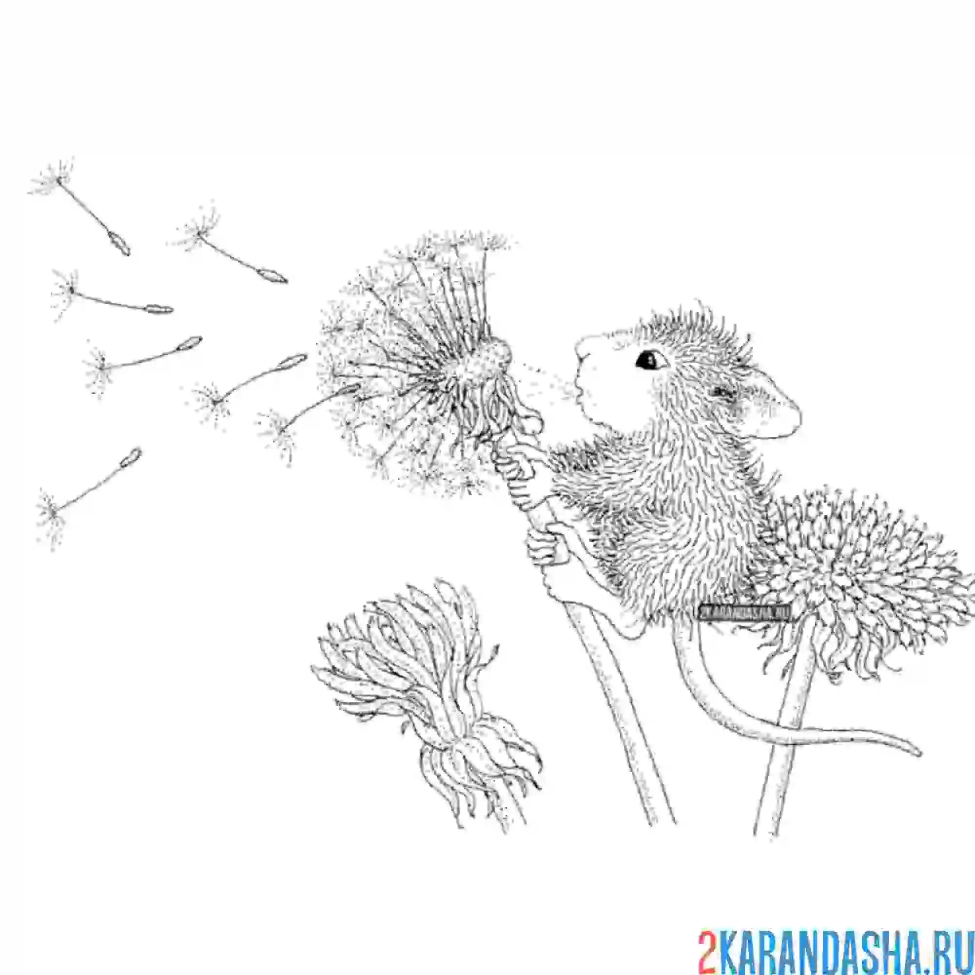 Раскраска мышка дует на одуванчик