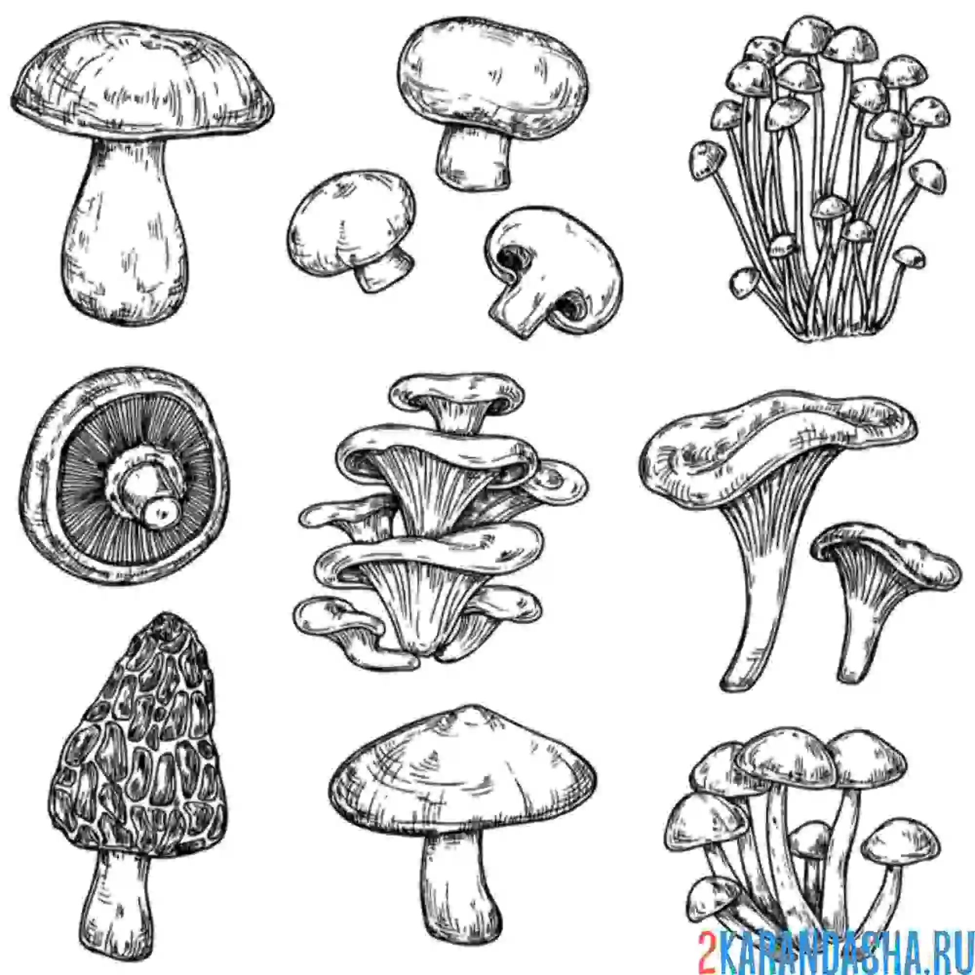 Раскраска набор лесных грибов