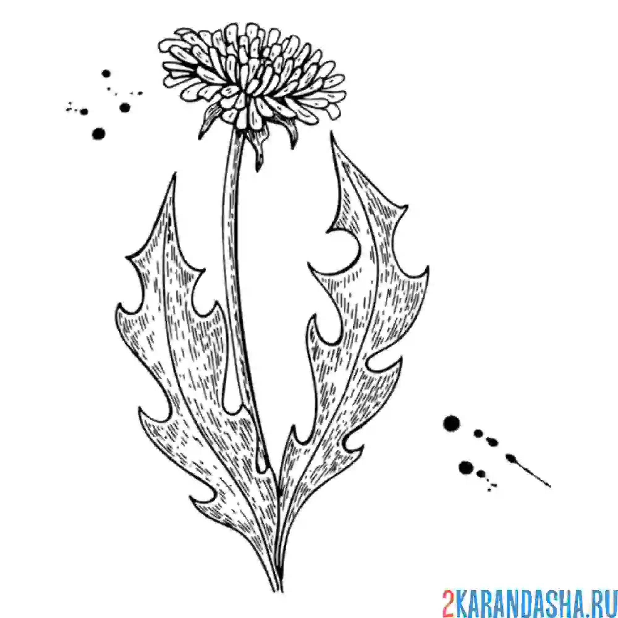 Раскраска одинокий одуванчик