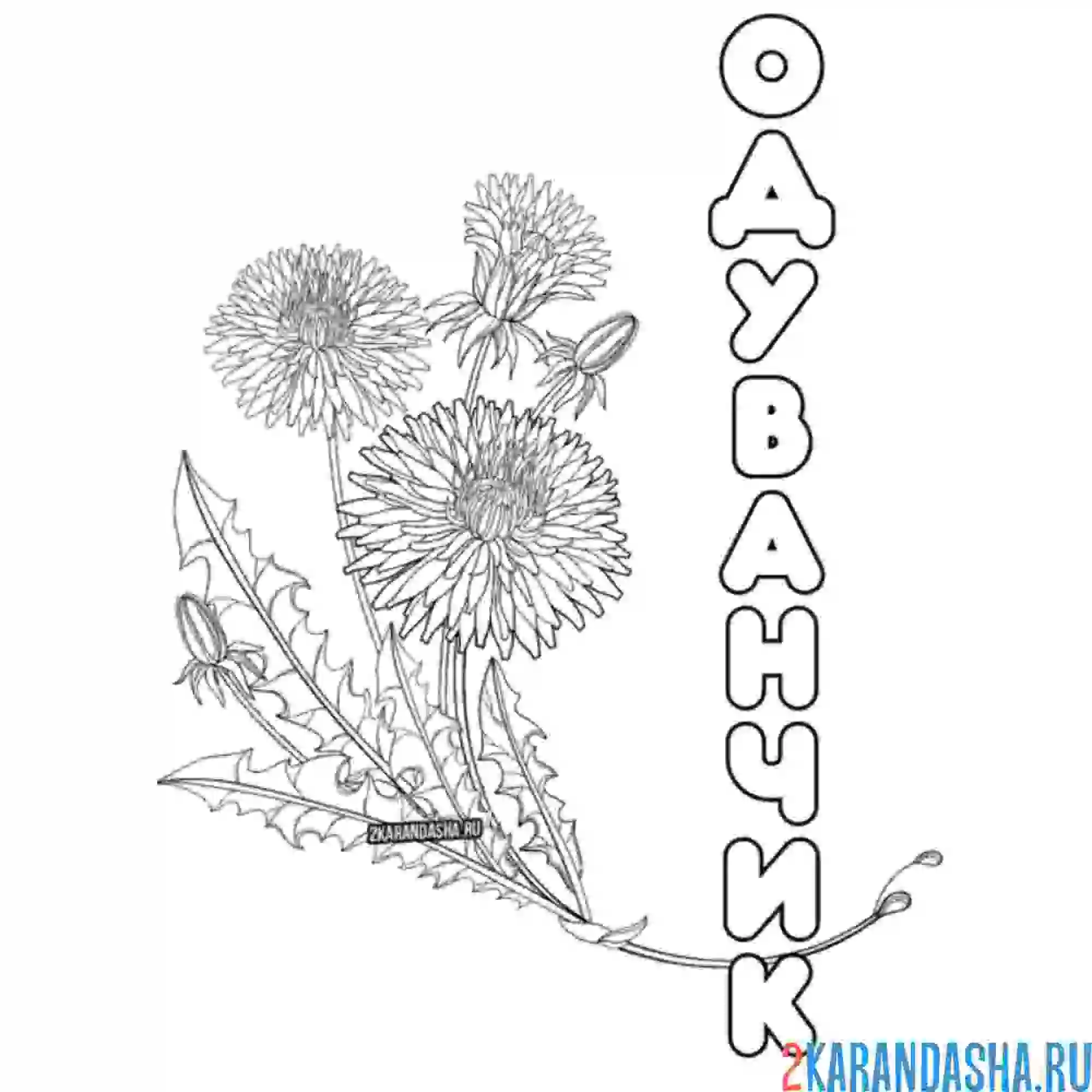 Раскраска одуванчик цветочек