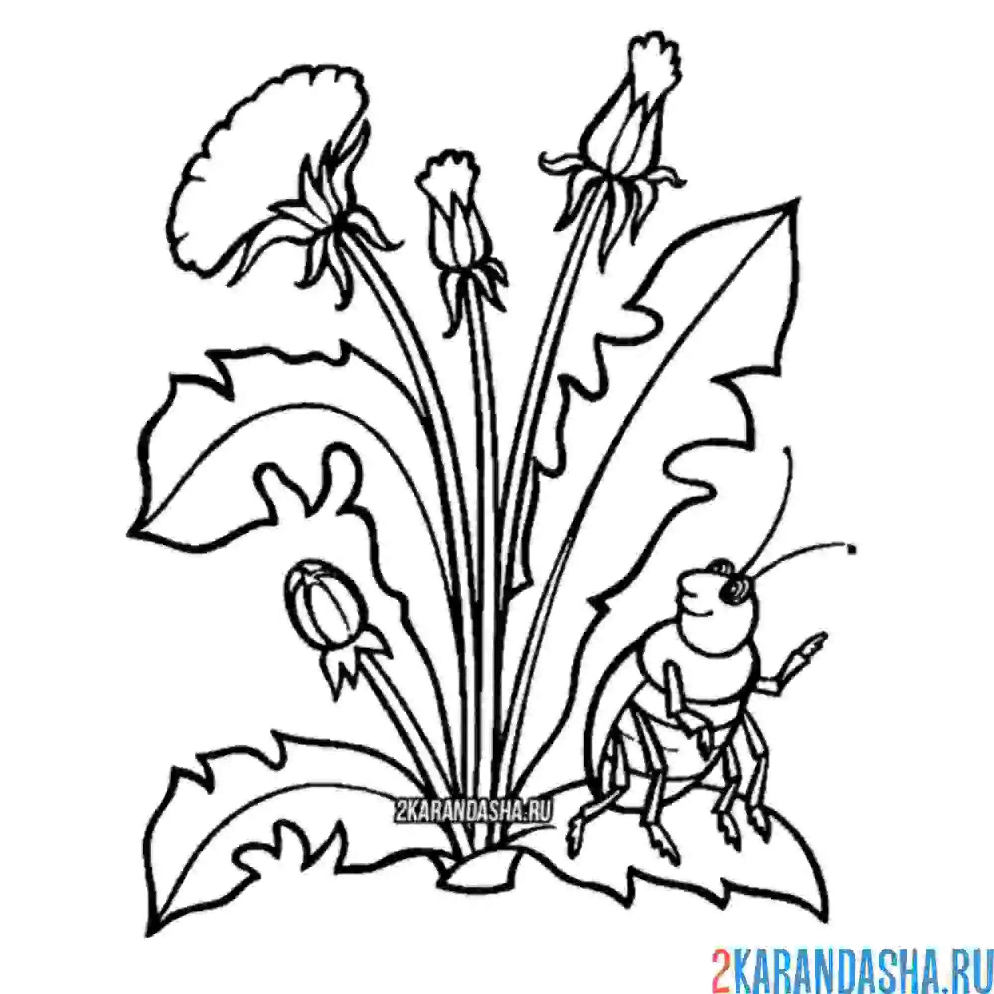 Раскраска одуванчик и букашка