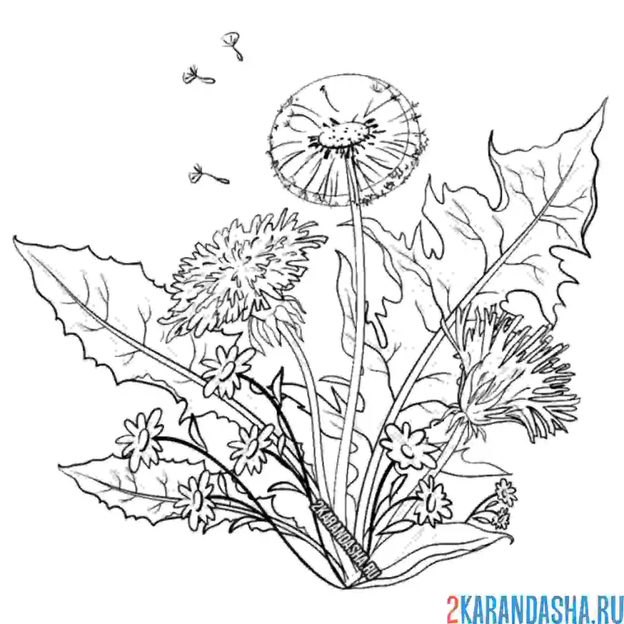 Раскраска одуванчик луговой