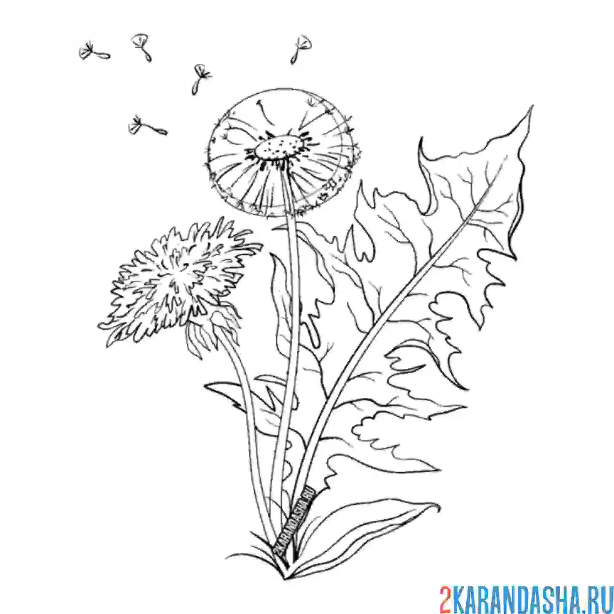 Раскраска одуванчик разлеатеся
