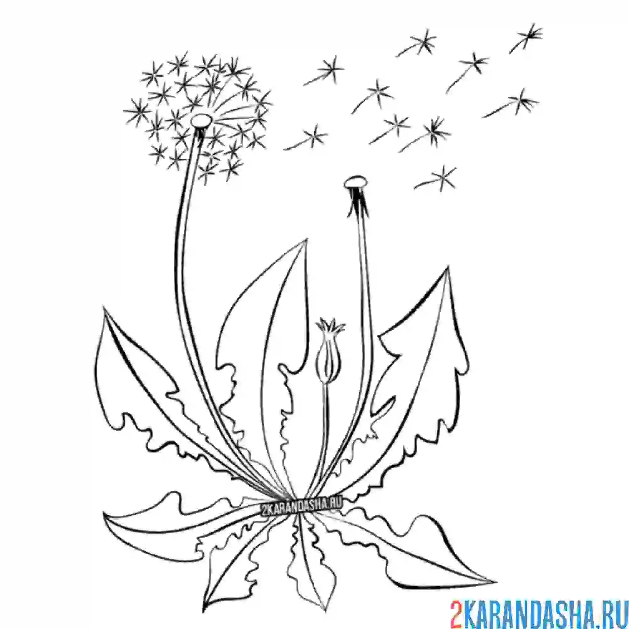 Раскраска одуванчик разлетелся