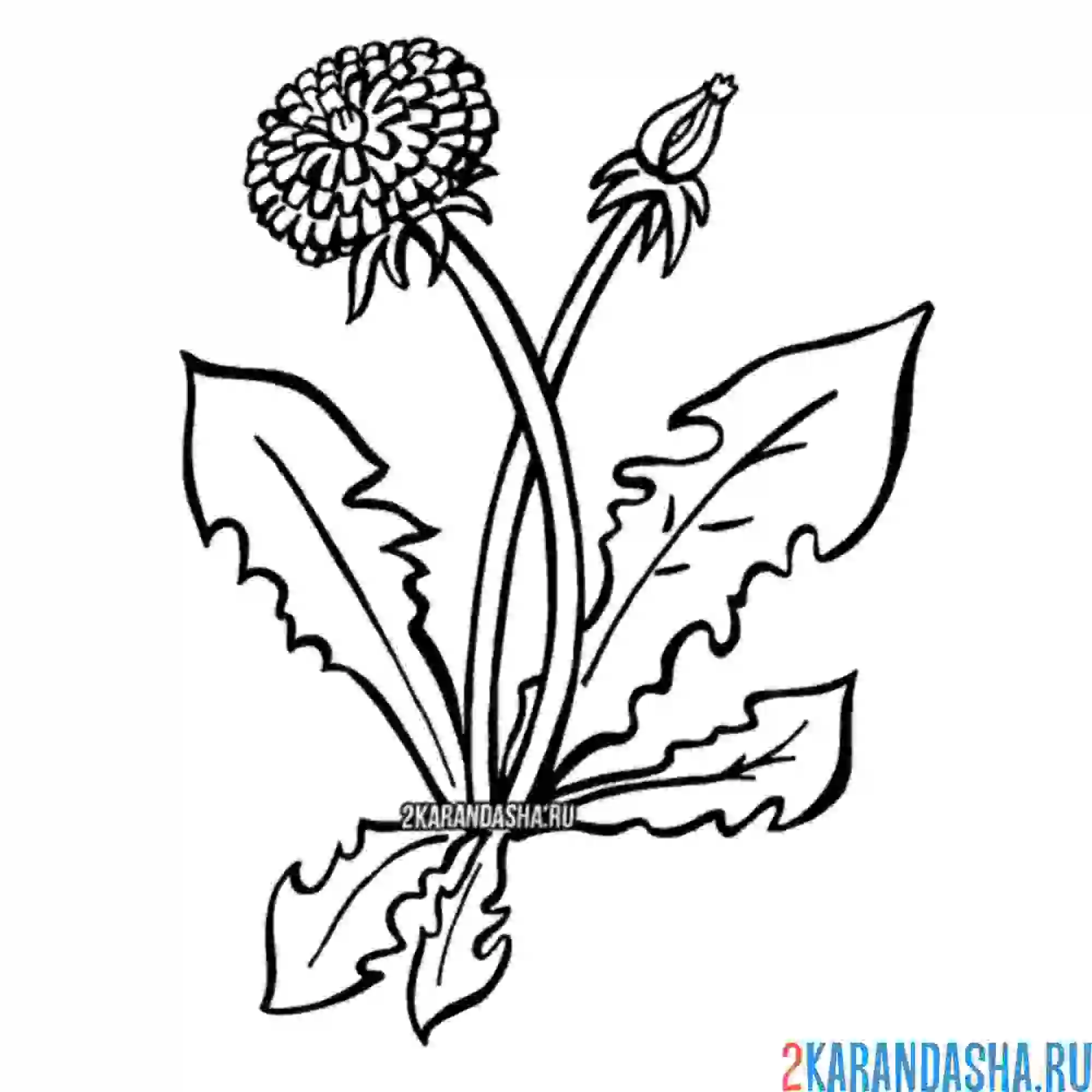 Раскраска одуванчик с листочками