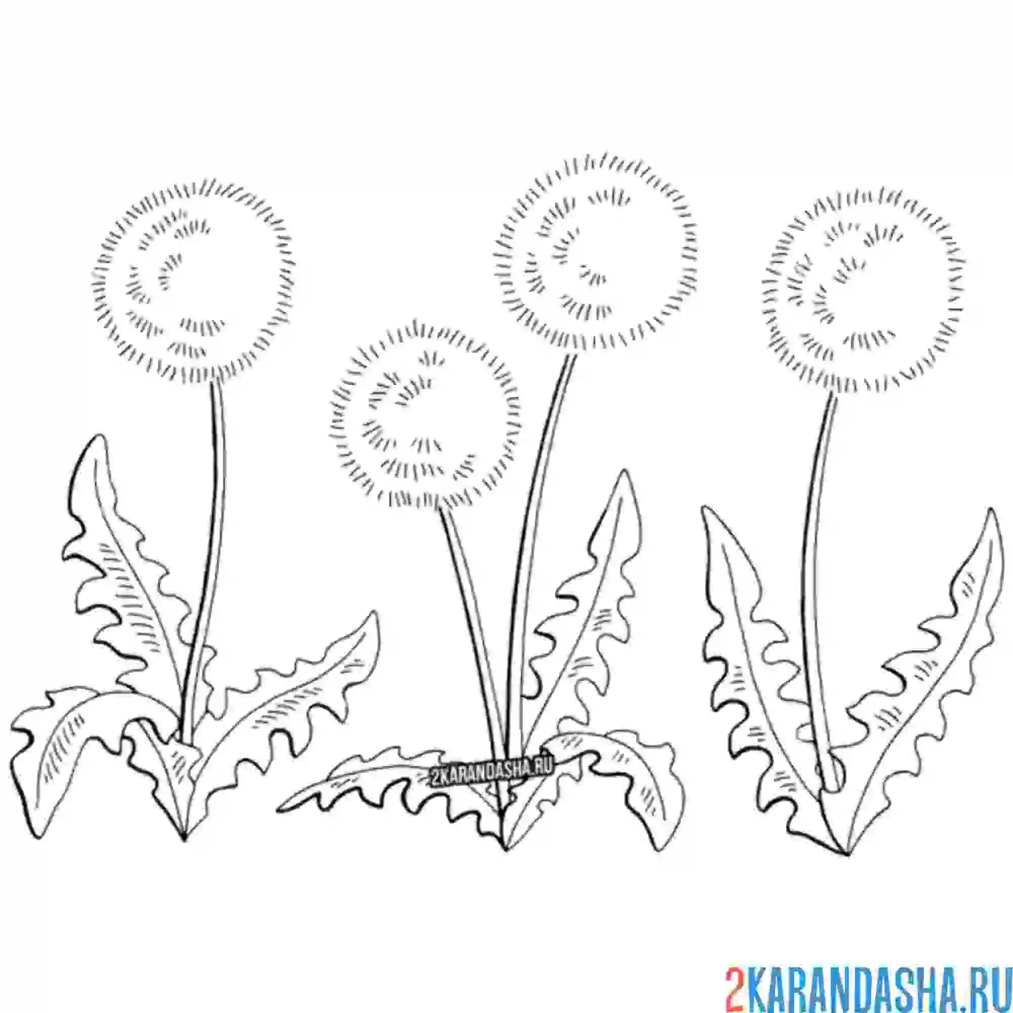 Раскраска одуванчики на поле