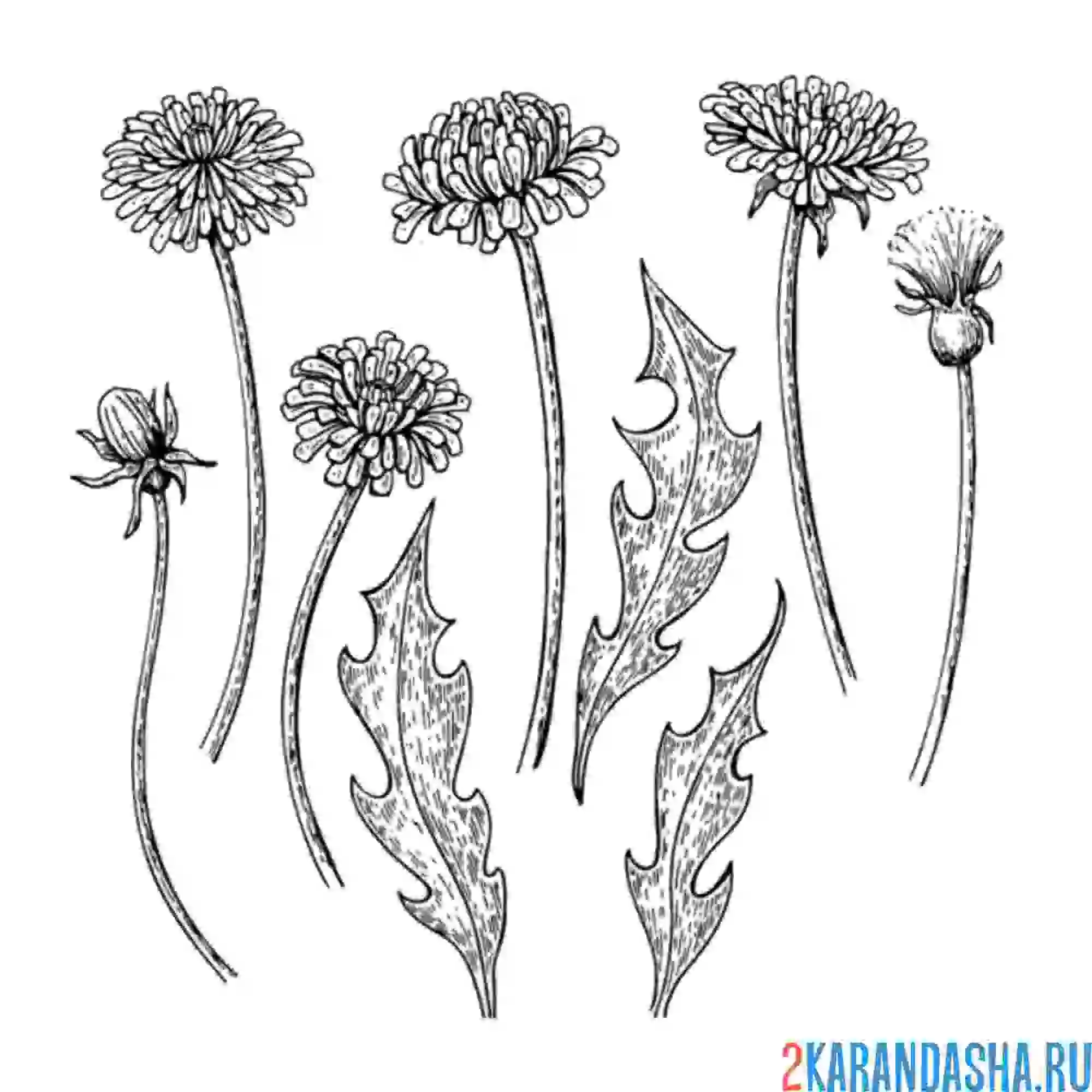 Раскраска одуванчики разные