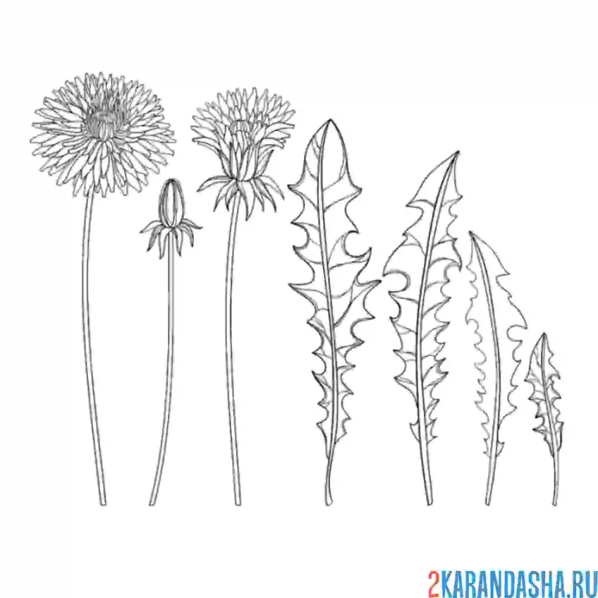 Раскраска одуванчики в ряд