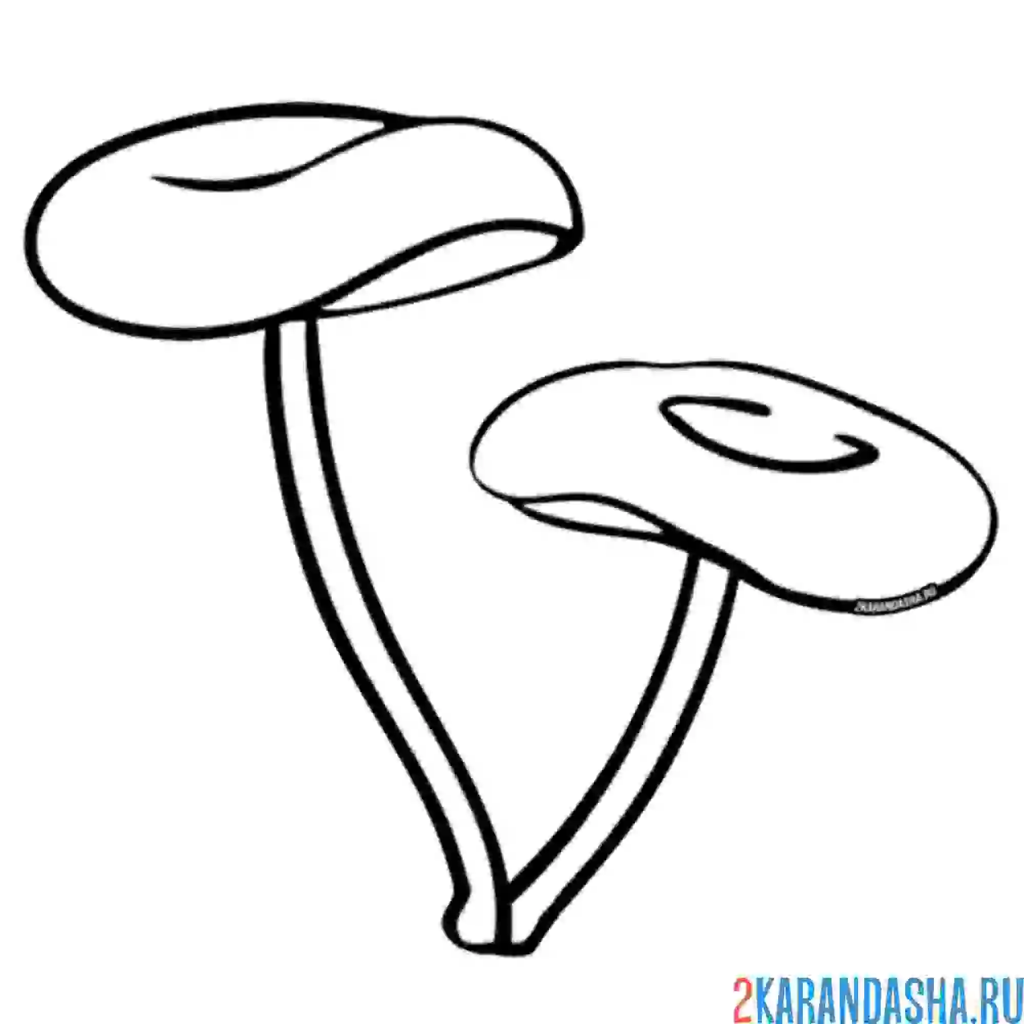 Раскраска опёнок съедобный гриб