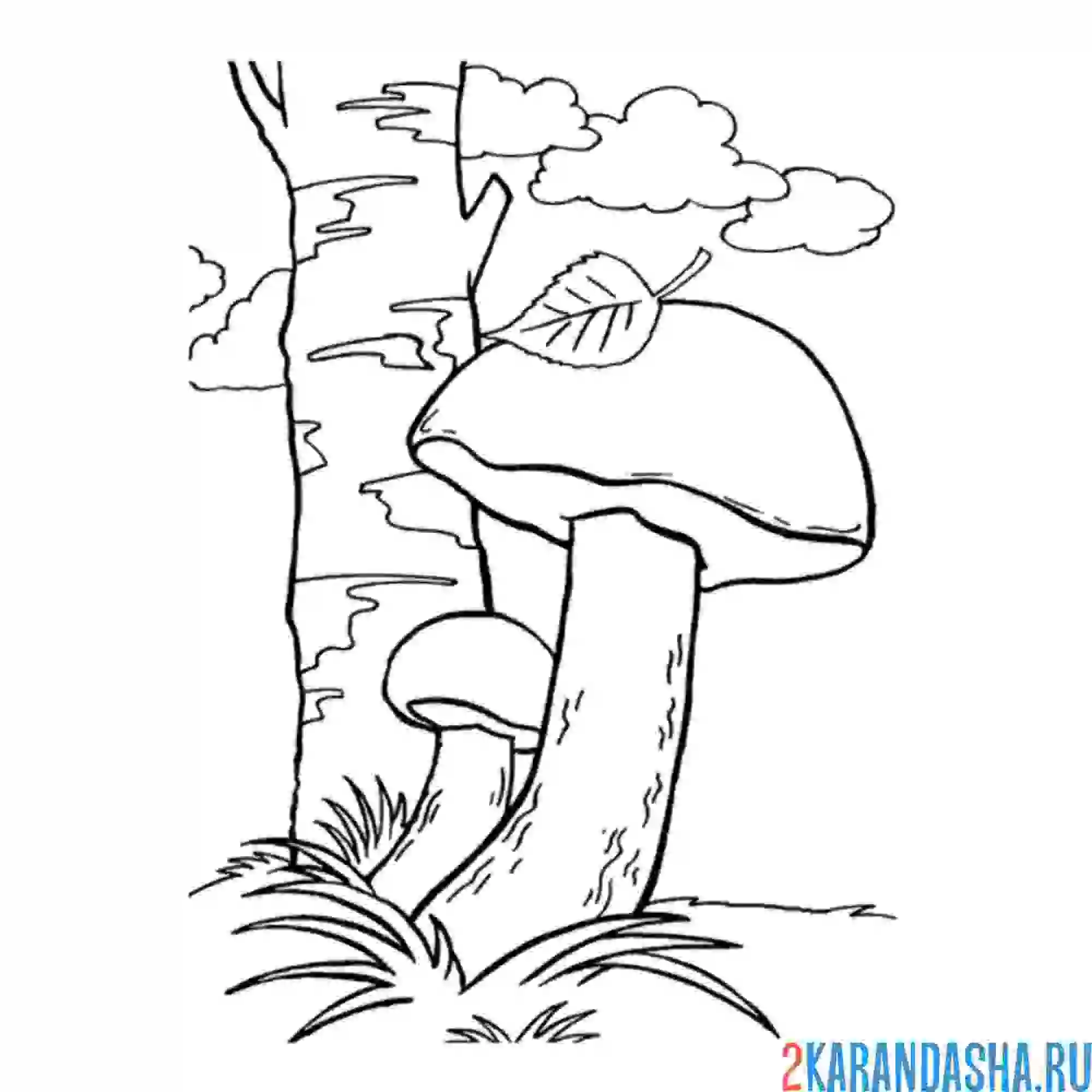 Раскраска подберезовик гриб