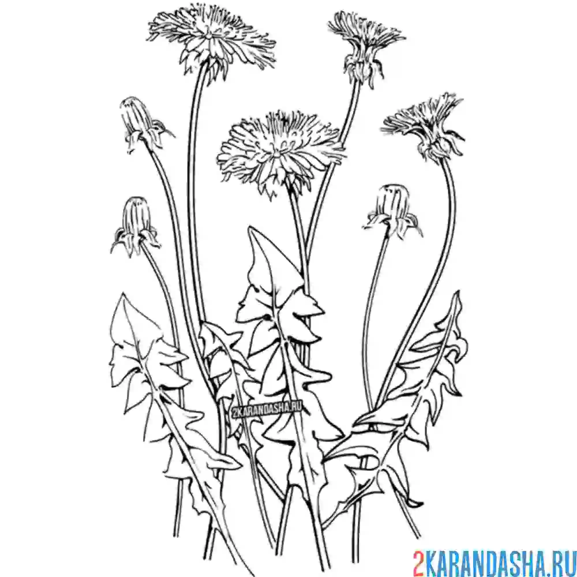 Раскраска поле одуванчиков