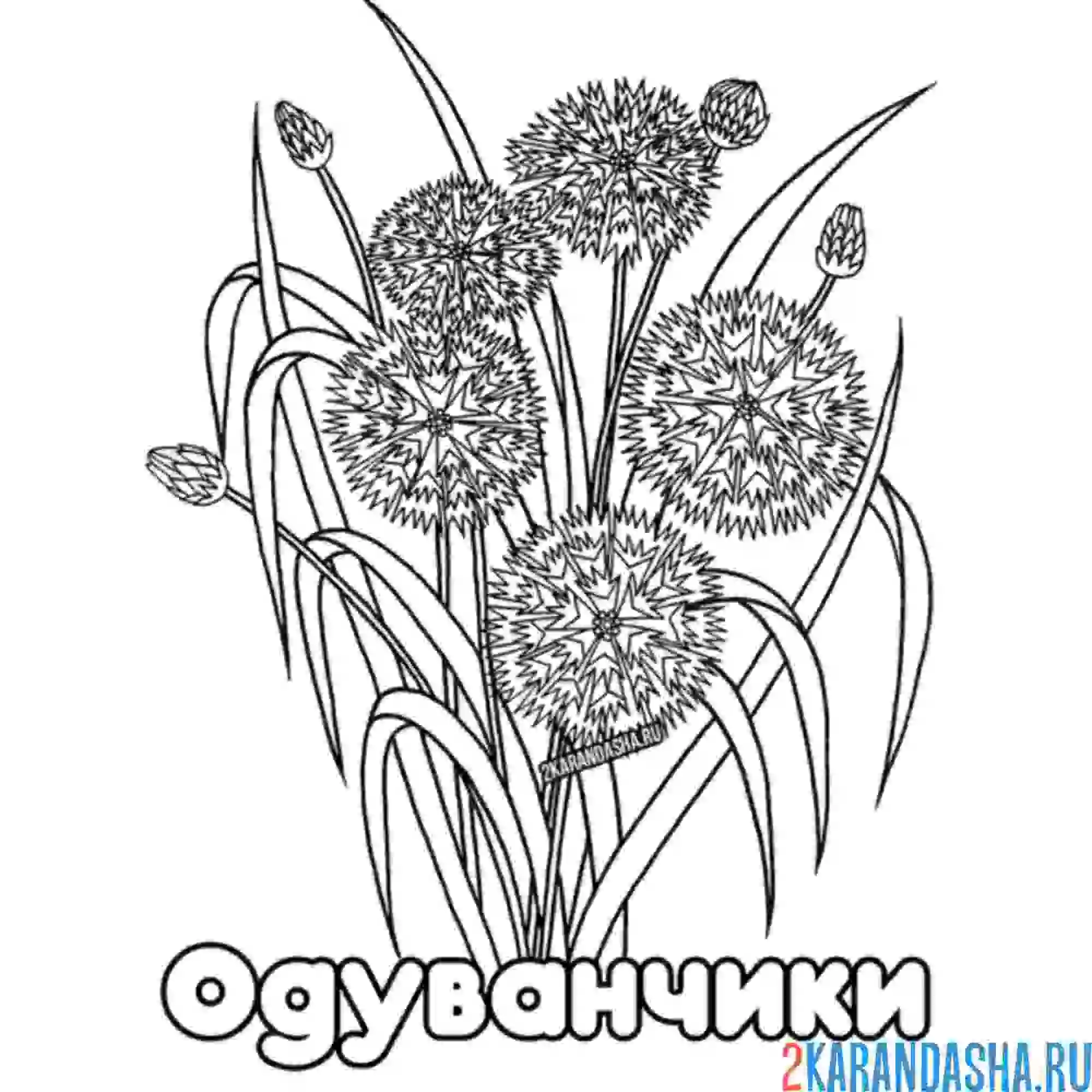 Раскраска полевые одуванчики