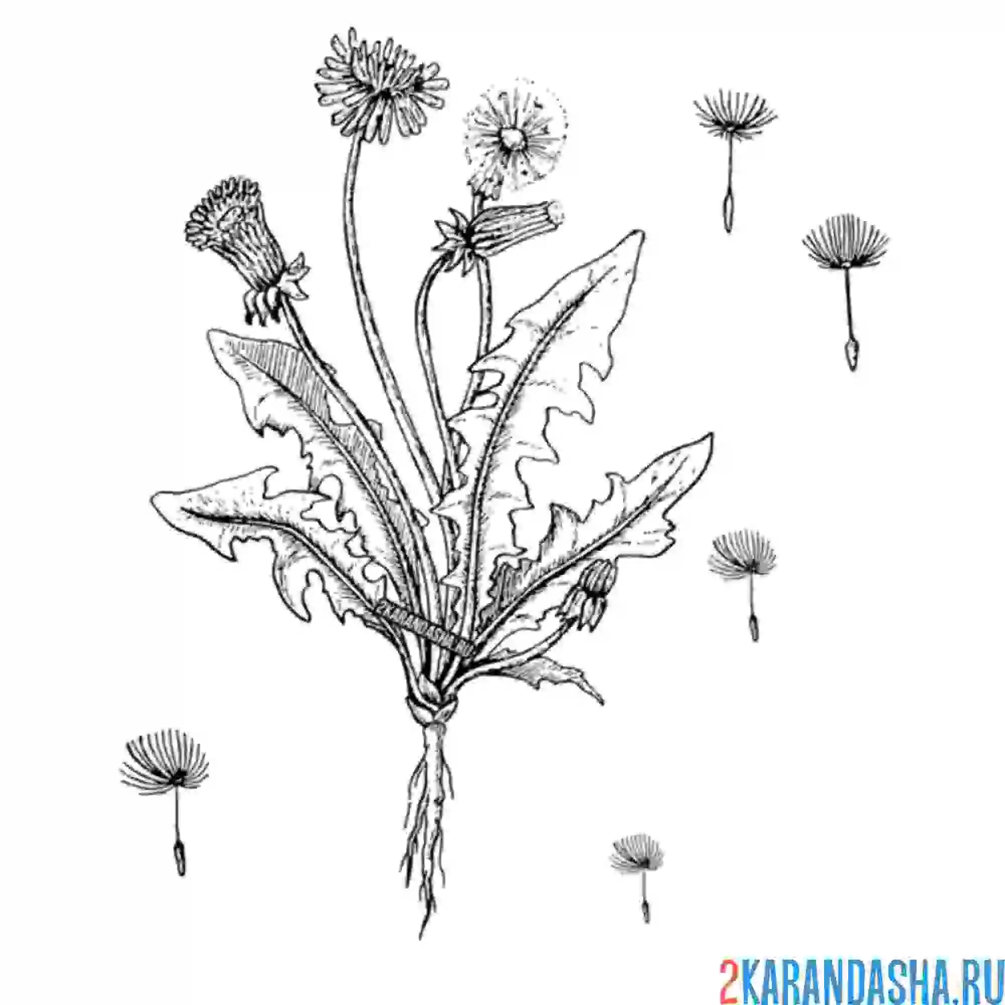 Раскраска разлетелись одуванчики