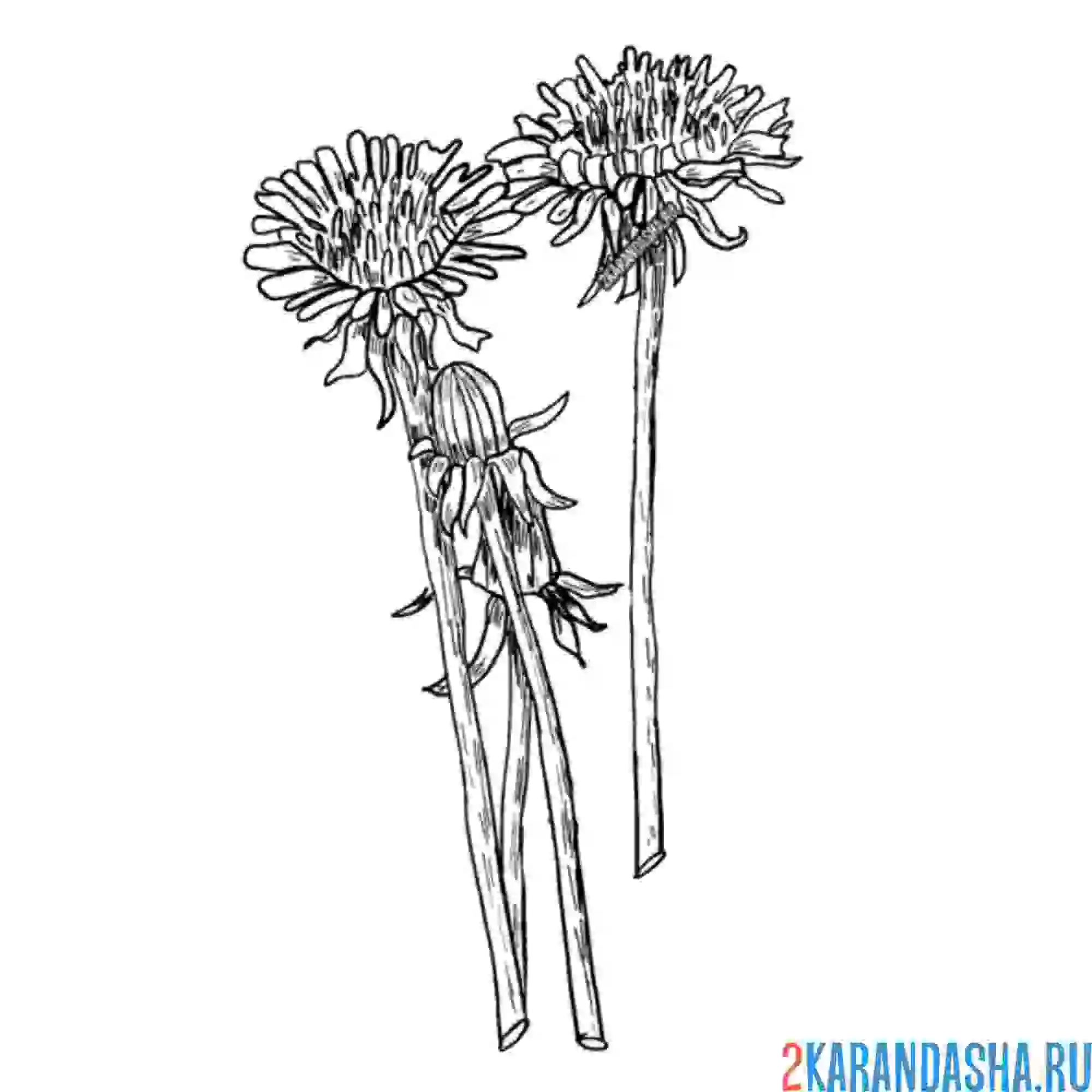 Раскраска три одуванчика