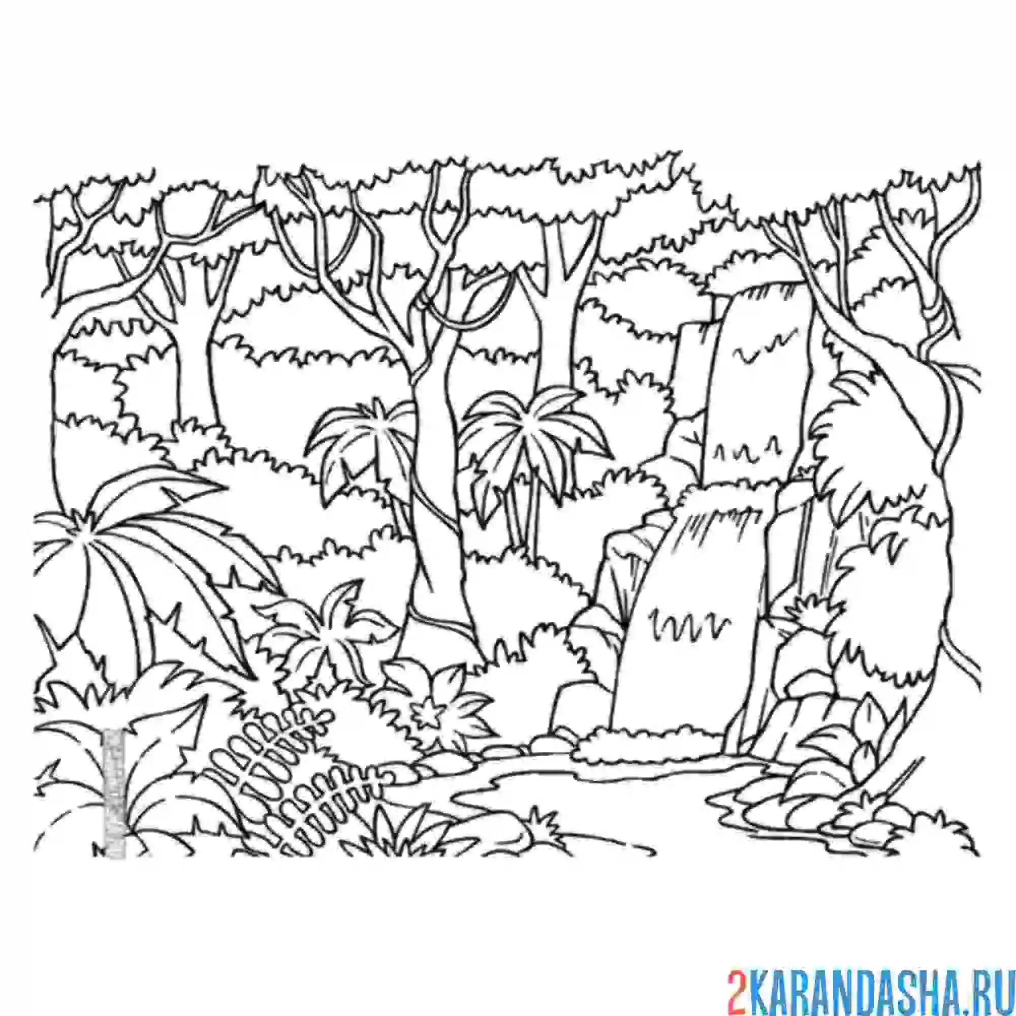 Раскраска тропический лес