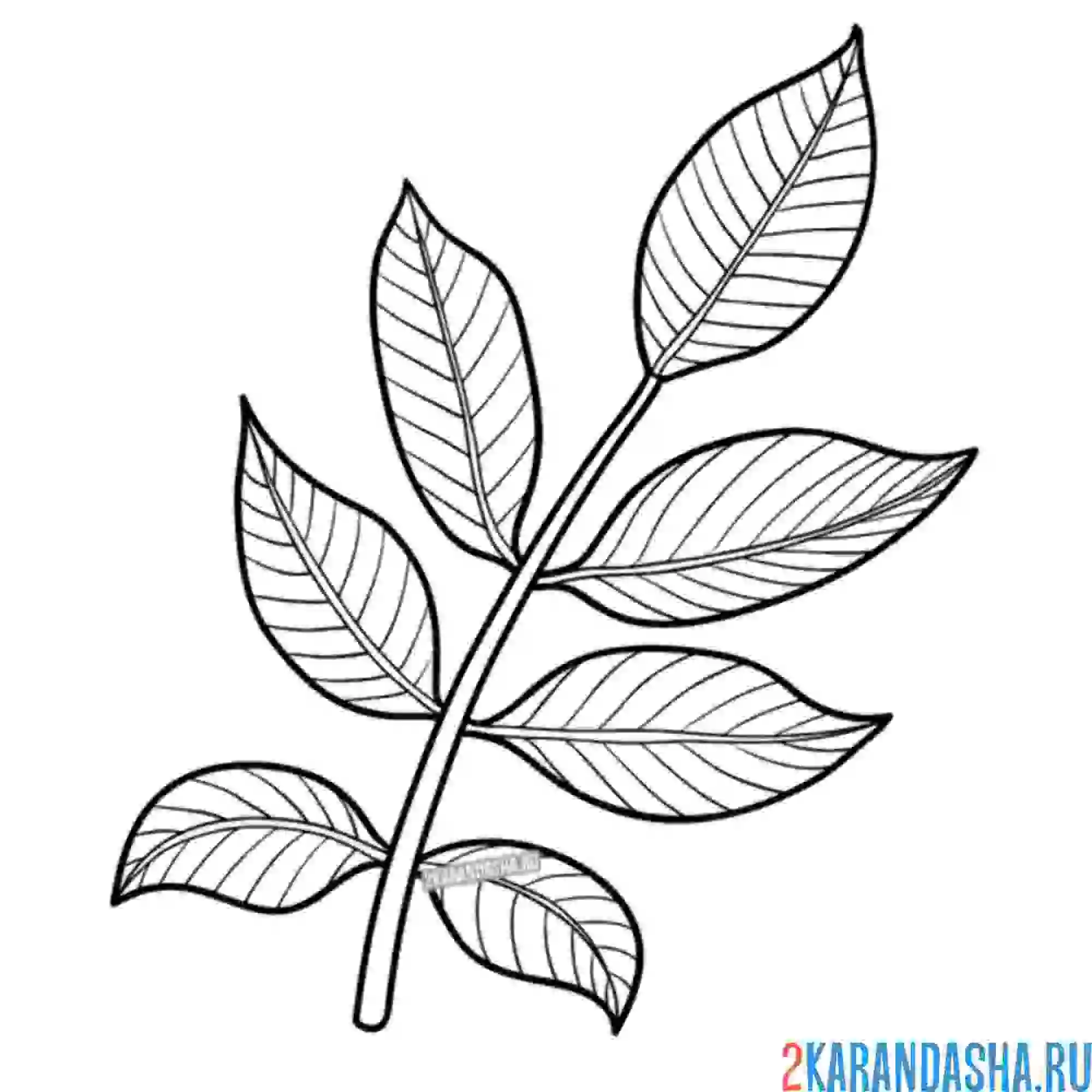 Раскраска веточка с листьями 7 листочков