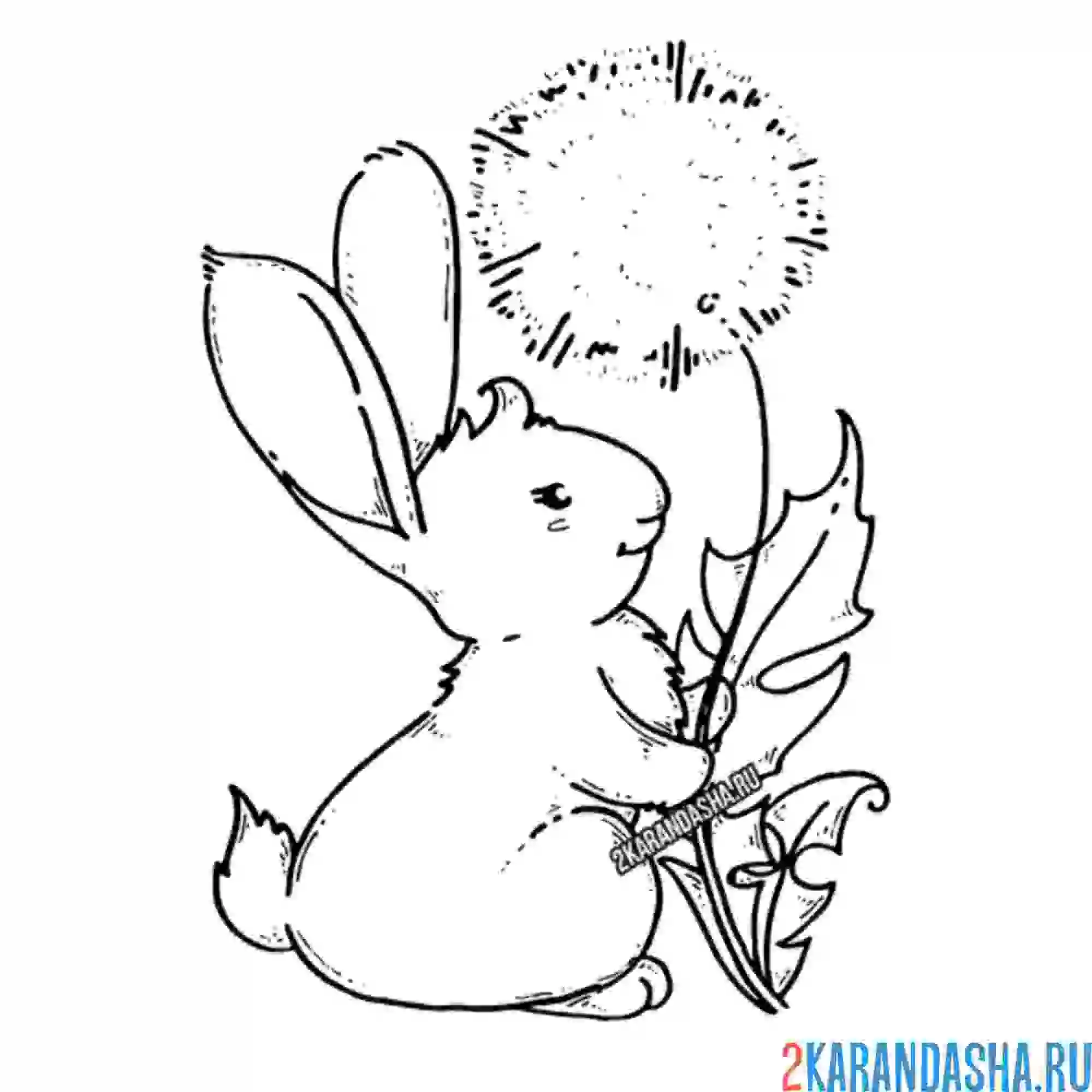 Раскраска зайчик и одуванчик