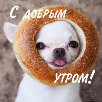 Картинка Доброе утро