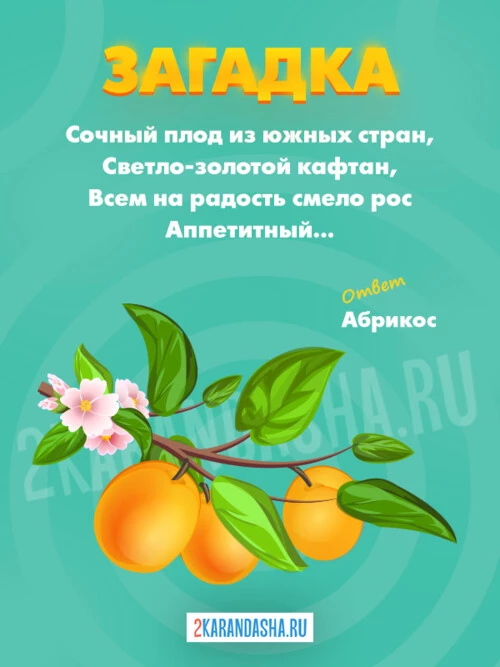 Загадки Абрикос