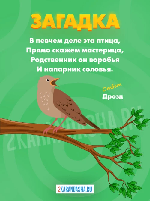 Загадки Дрозд