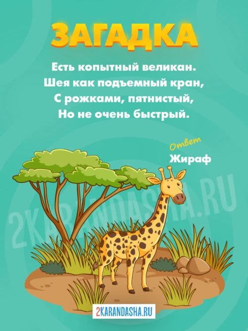 Загадки Жираф