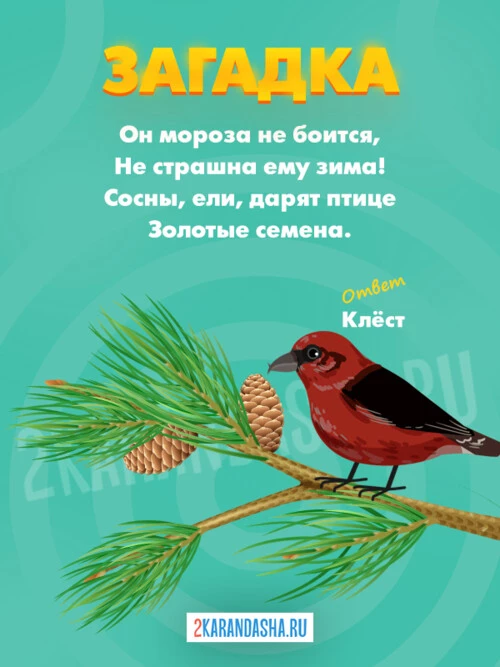 Загадки Клест