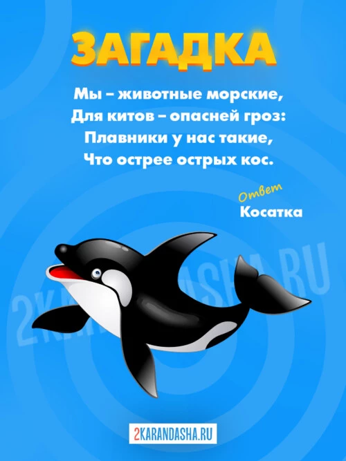 Загадки Косатка
