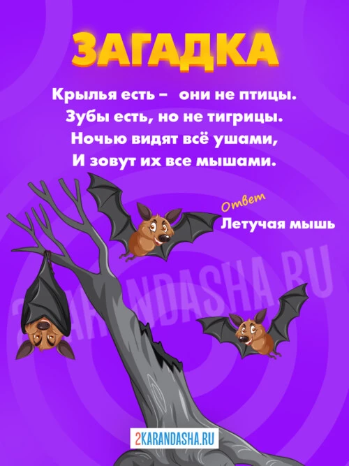 Загадки Летучая мышь