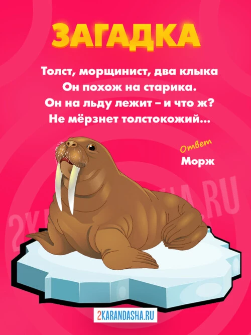 Загадки Морж