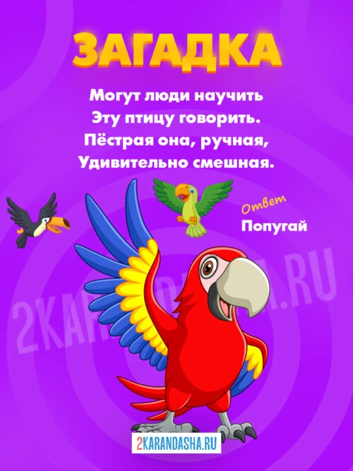 Загадки Попугай
