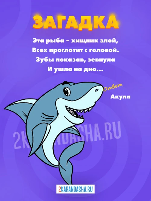 Загадки Акула