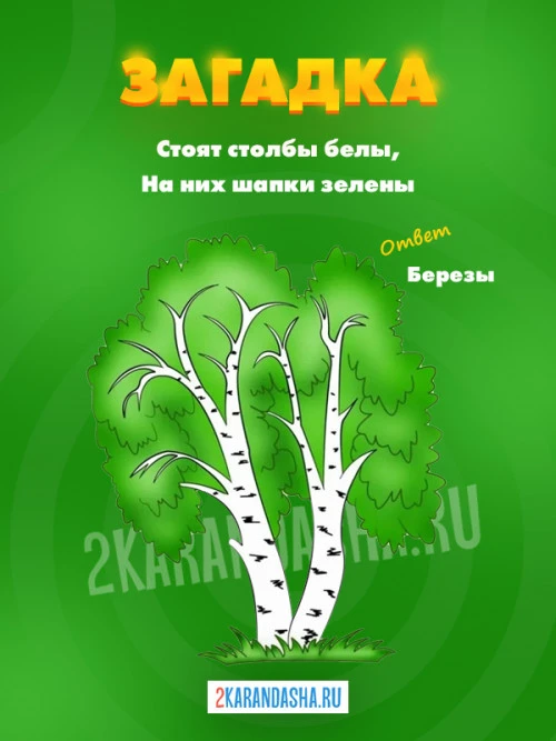 Загадки Берёза