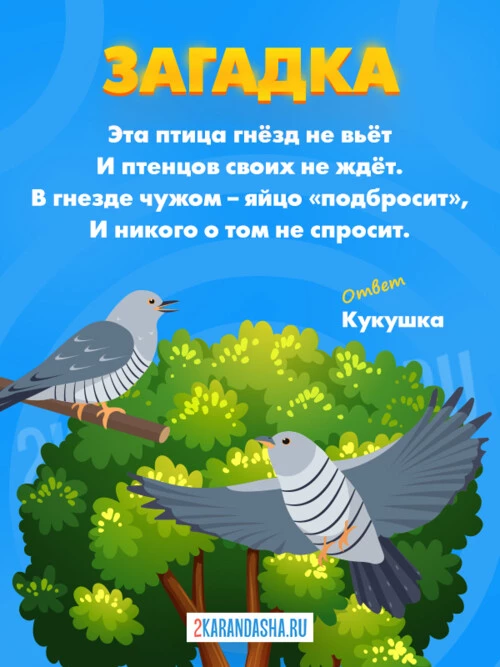 Загадки Кукушка