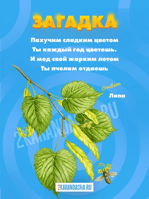 Загадки Липа