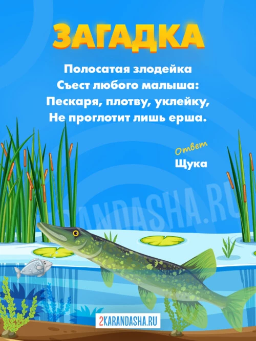 Загадки Щука