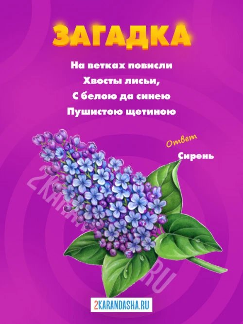 Загадки Сирень