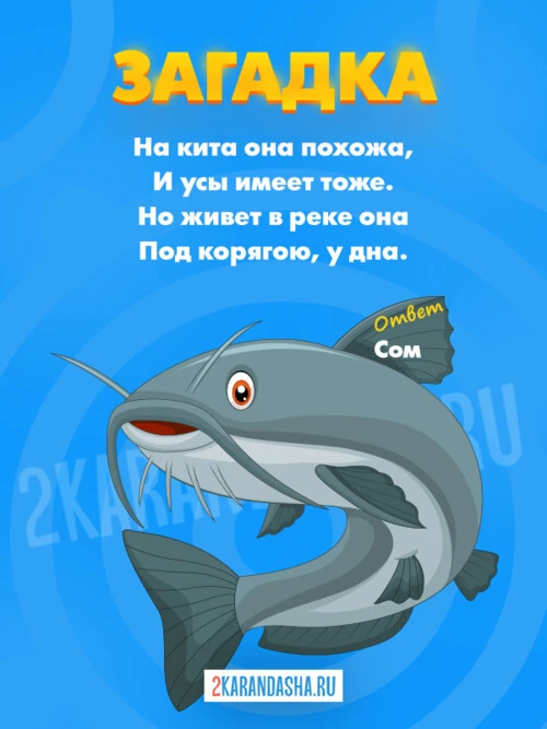 Загадки Сом