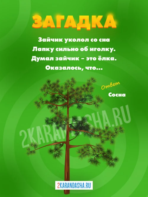 Загадки Сосна
