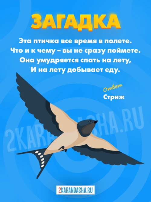 Загадки Стриж