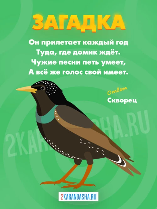 Загадки Скворец