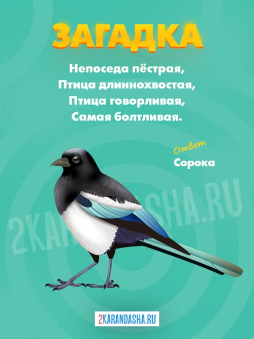 Загадки Сорока