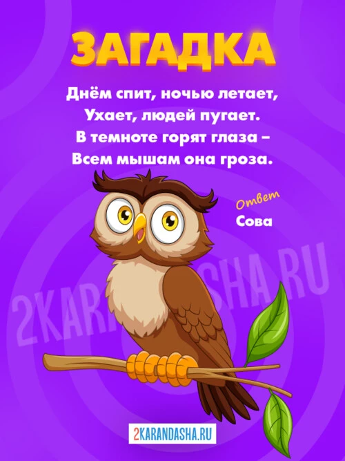 Загадки Сова